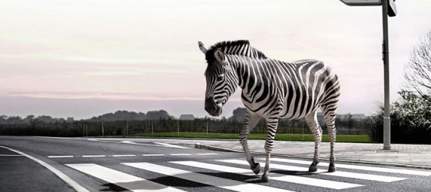 Trecerea de pietoni - zebra